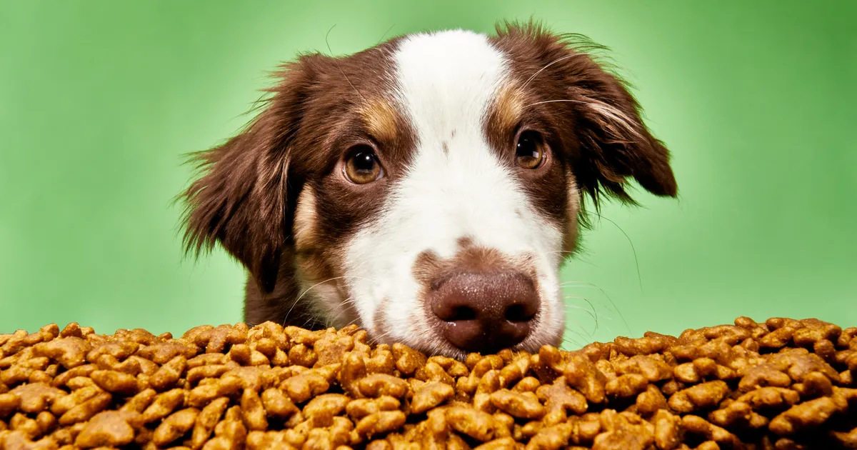 Why You Should Read Pet Food Ingredients Before Buying Pet Food