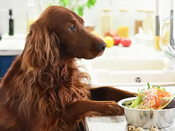 What Is Fresh Pet Food and Is It Actually Better?